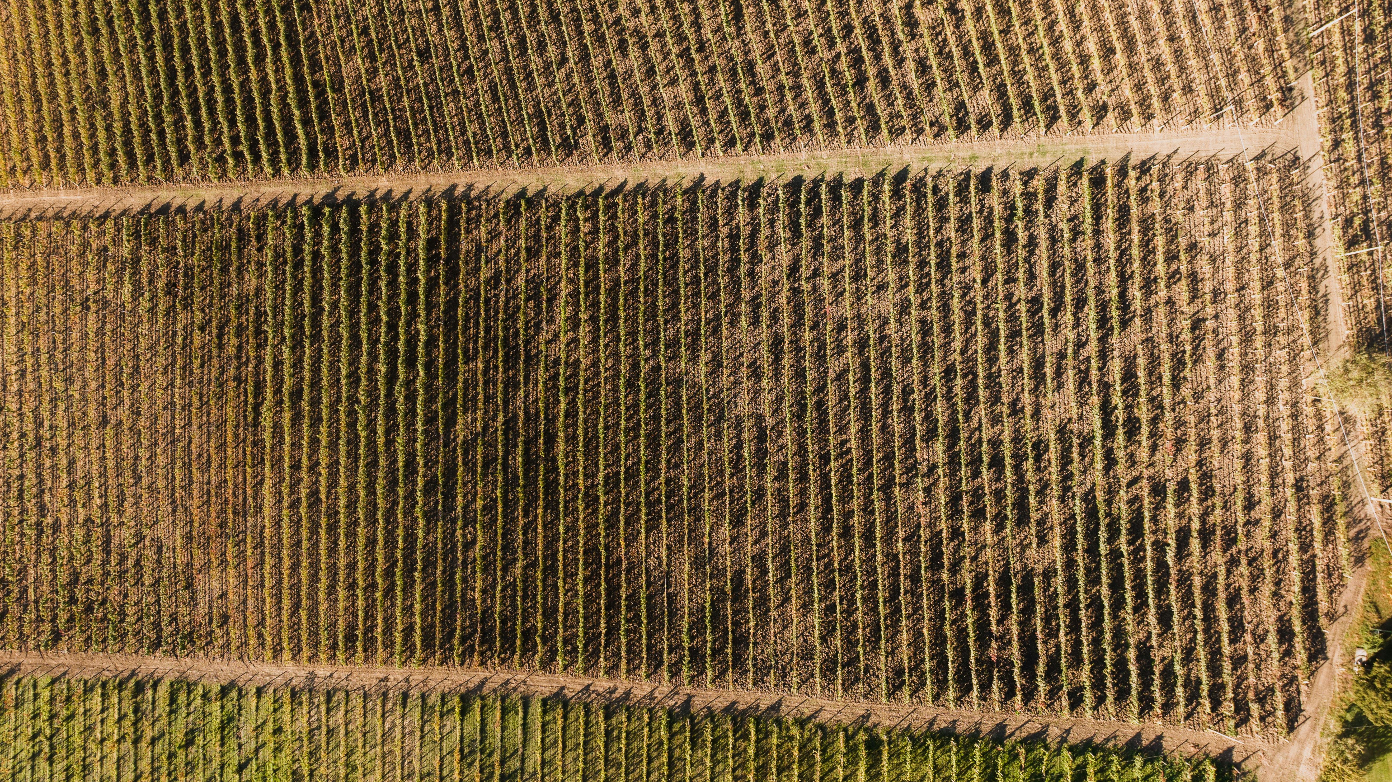 Aerial view of agricultural land